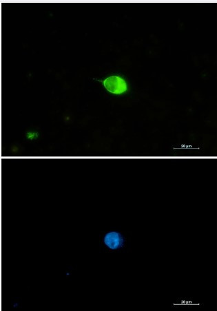 IRF7 Antibody in Immunocytochemistry (ICC/IF)