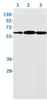 YY1 Antibody in Western Blot (WB)