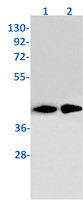 NHEJ1 Antibody in Western Blot (WB)