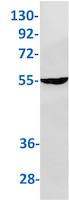 SLC7A11 Antibody in Western Blot (WB)
