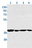 WDR5 Antibody in Western Blot (WB)