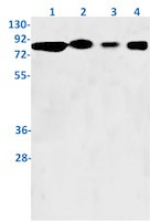 WASF1 Antibody in Western Blot (WB)