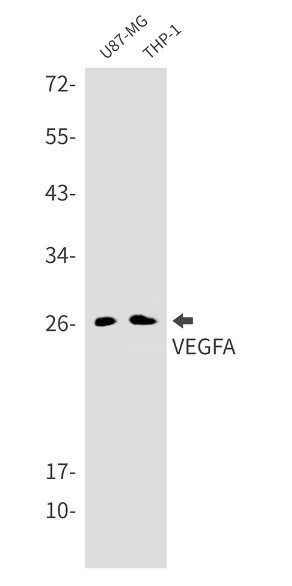 VEGFA Antibody in Western Blot (WB)