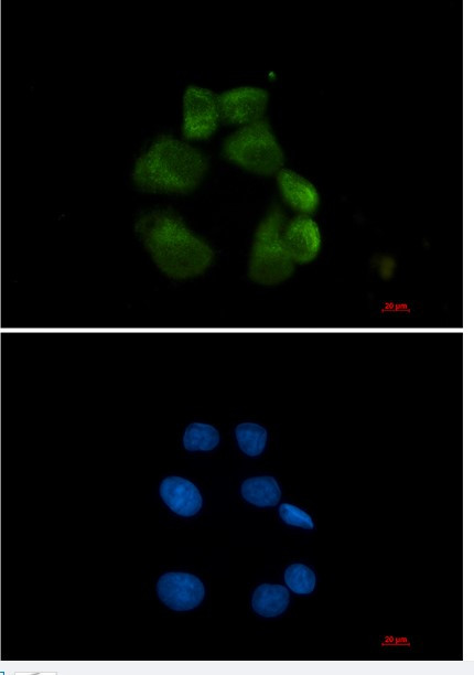 USP13 Antibody in Immunocytochemistry (ICC/IF)