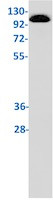USP10 Antibody in Western Blot (WB)
