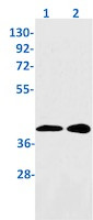 UCHL5 Antibody in Western Blot (WB)