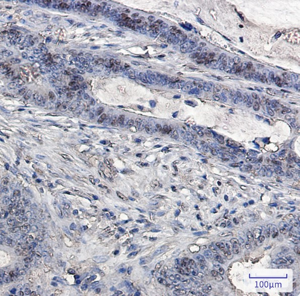 UBB Antibody in Immunohistochemistry (Paraffin) (IHC (P))