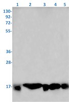 UBE2D3 Antibody in Western Blot (WB)
