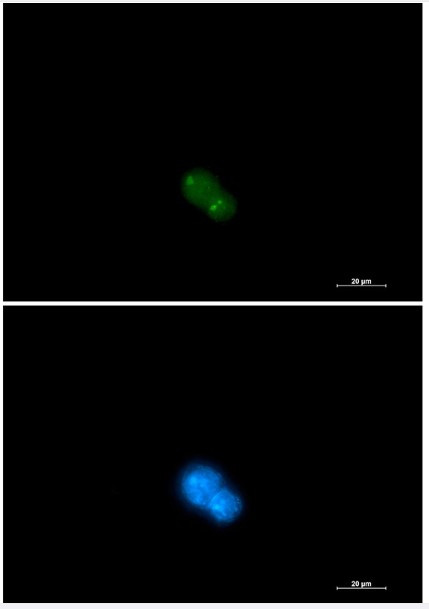 UBA2 Antibody in Immunocytochemistry (ICC/IF)