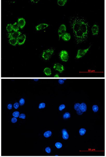 FIS1 Antibody in Immunocytochemistry (ICC/IF)