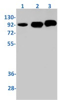 TICAM1 Antibody in Western Blot (WB)