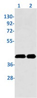 TRIB3 Antibody in Western Blot (WB)
