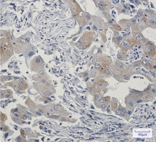 TAX1BP1 Antibody in Immunohistochemistry (Paraffin) (IHC (P))