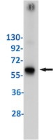 TRAF6 Antibody in Western Blot (WB)