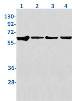 TRAF6 Antibody in Western Blot (WB)