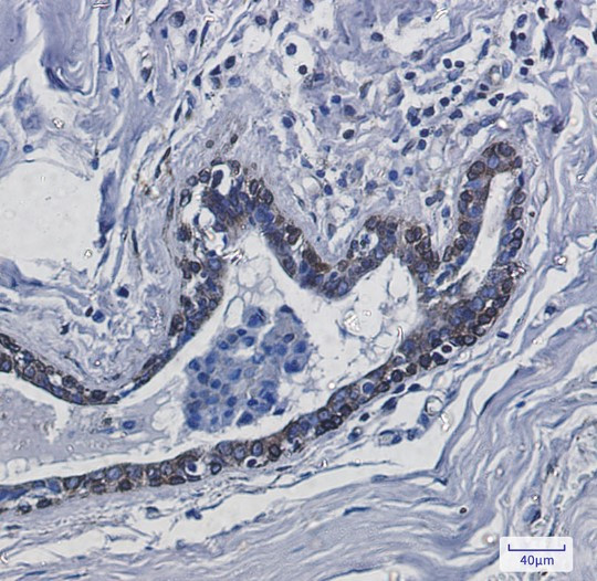 TMEM43 Antibody in Immunohistochemistry (Paraffin) (IHC (P))