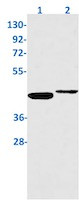 STING1 Antibody in Western Blot (WB)