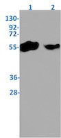 TMEM161B Antibody in Western Blot (WB)