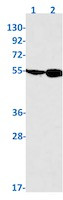 TEAD4 Antibody in Western Blot (WB)