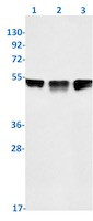 TEAD1 Antibody in Western Blot (WB)