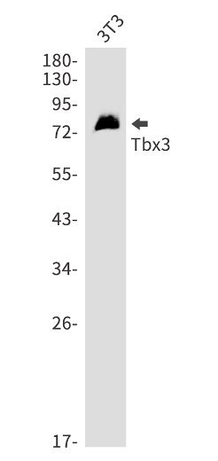 TBX3 Antibody in Western Blot (WB)