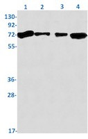 TAF15 Antibody in Western Blot (WB)