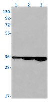 STX4 Antibody in Western Blot (WB)