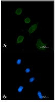 SYP Antibody in Immunocytochemistry (ICC/IF)