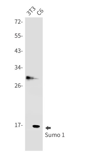 SUMO1 Antibody in Western Blot (WB)
