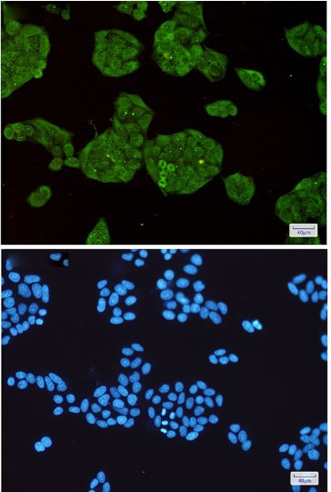 STUB1 Antibody in Immunocytochemistry (ICC/IF)