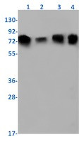 STIM1 Antibody in Western Blot (WB)