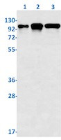 STAT6 Antibody in Western Blot (WB)