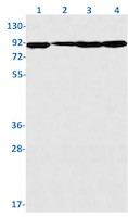 Stat5A Antibody in Western Blot (WB)