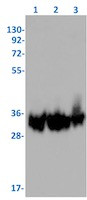 SPRY4 Antibody in Western Blot (WB)