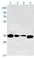 SPON2 Antibody in Western Blot (WB)