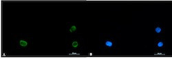 SNAP29 Antibody in Immunocytochemistry (ICC/IF)