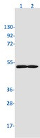 SMAD3 Antibody in Western Blot (WB)