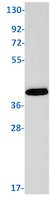 SIRT2 Antibody in Western Blot (WB)