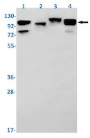 Sirt1 Antibody in Western Blot (WB)