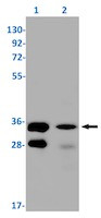 SRSF1 Antibody in Western Blot (WB)
