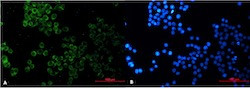 SESN2 Antibody in Immunocytochemistry (ICC/IF)