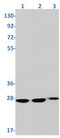 PTTG1 Antibody in Western Blot (WB)