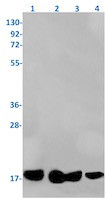 PLA2G2A Antibody in Western Blot (WB)