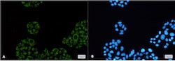 SDHA Antibody in Immunocytochemistry (ICC/IF)