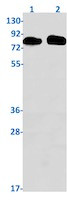 SCARB1 Antibody in Western Blot (WB)