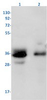 SRSF2 Antibody in Western Blot (WB)
