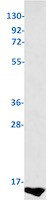 S100B Antibody in Western Blot (WB)