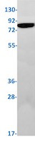 RRAS Antibody in Western Blot (WB)