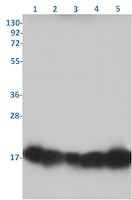 RBX1 Antibody in Western Blot (WB)