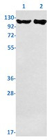 UPF1 Antibody in Western Blot (WB)